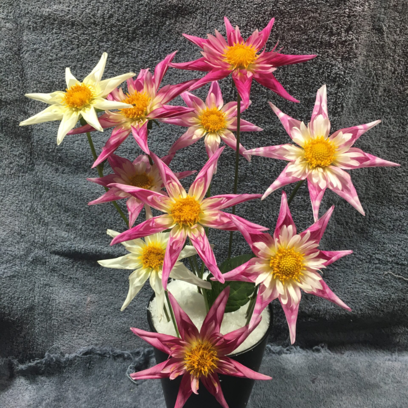 Star Dahlia Seeds: easy to grow and bring stunning flowers to your garden 🌟🌺