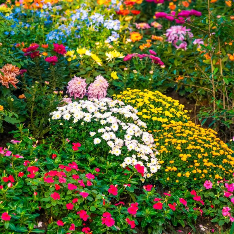All-Season Wildflower Mix Seeds 🌸🌼🌺  Easy-Grow | Low Maintenance Blooms