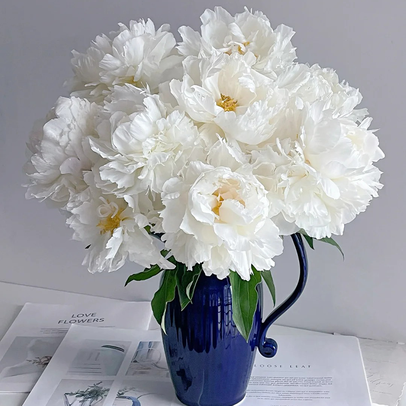 🌸Limited time offer🌸 Easy to plant peony seeds