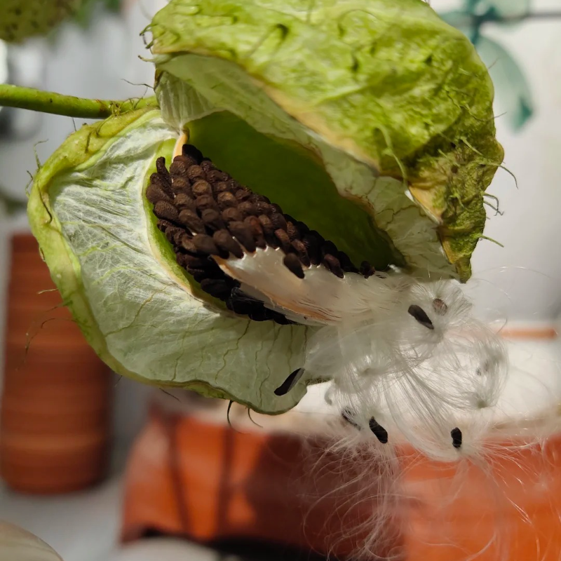 🌿 Tang Mian (Silk Plant) Seeds – Simple Joys of Gardening, Ideal for Seniors