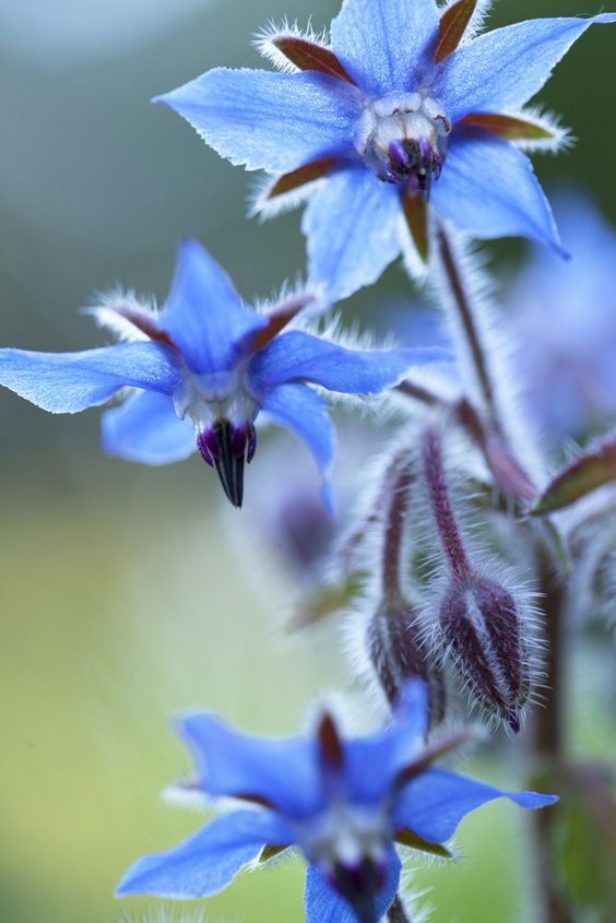 Borage Seeds🌸🎉50 Discount🎉