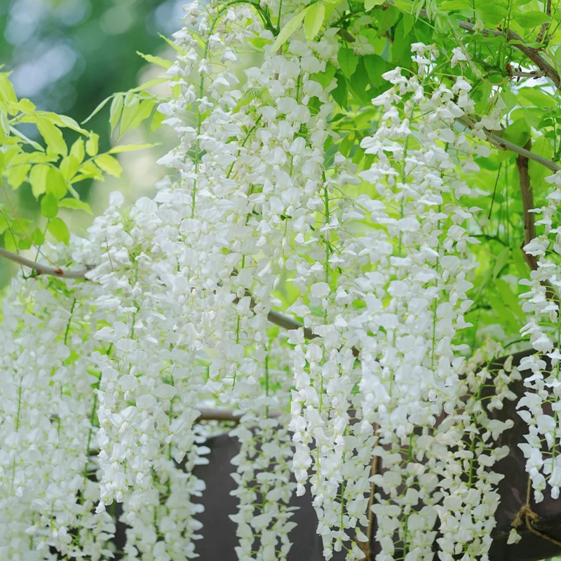 💖Purple Qi from the East brings longevity and happiness💐 Wisteria🪴