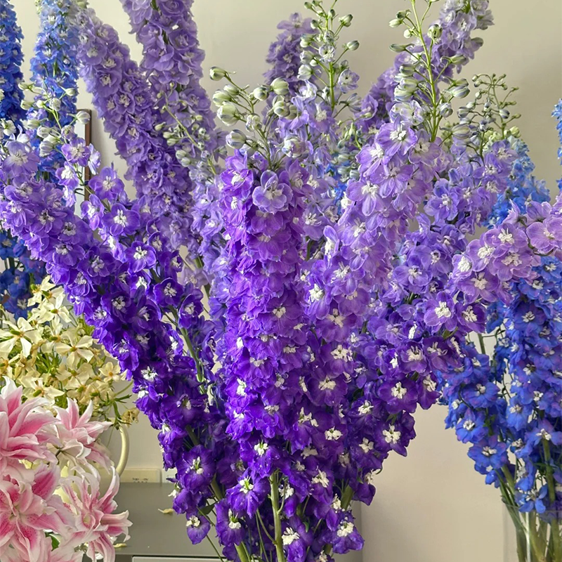 🌸 Elegant Blooms:💖Delphinium 🌸