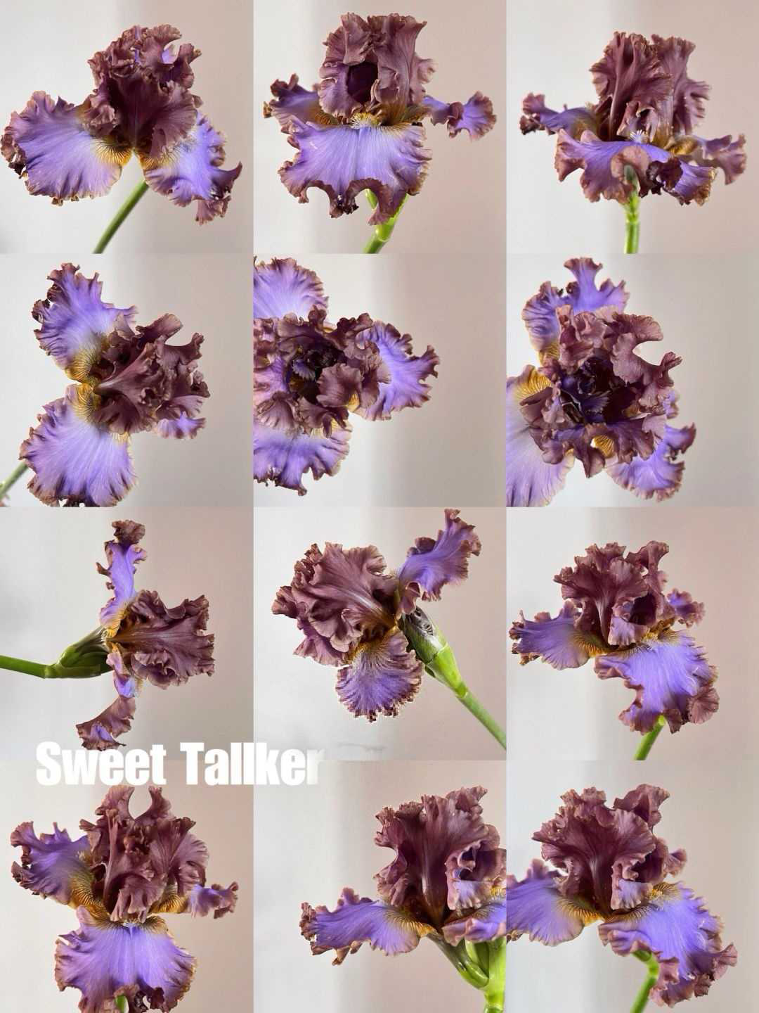 Mehrere Sorten von Iriszwiebeln🌱🌱Mehrjährige Iris