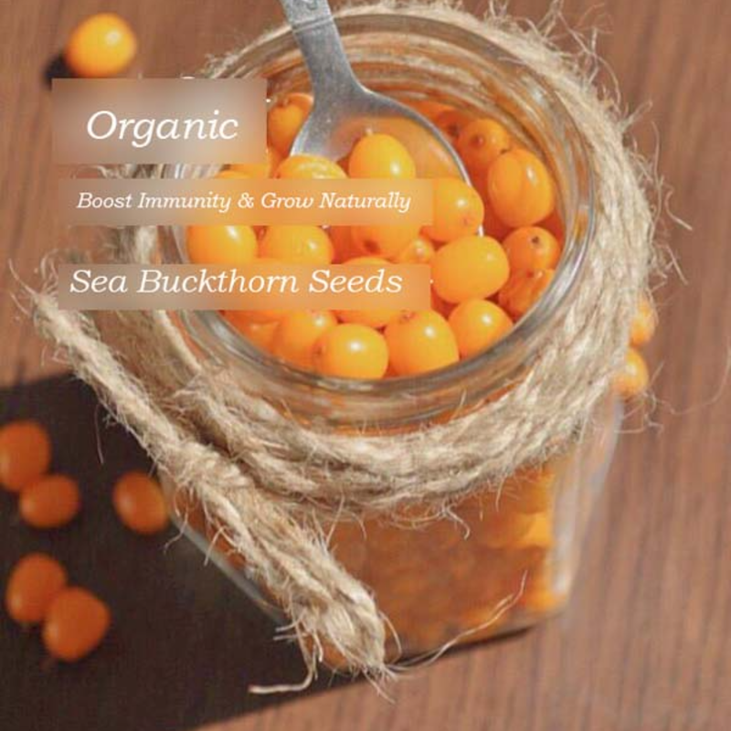 🌿 Boost Immunity & Grow Naturally – Organic Sea Buckthorn Seeds for Vibrant Health & Sustainable Gardens!