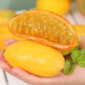 Stauntonia Leucantha Seeds