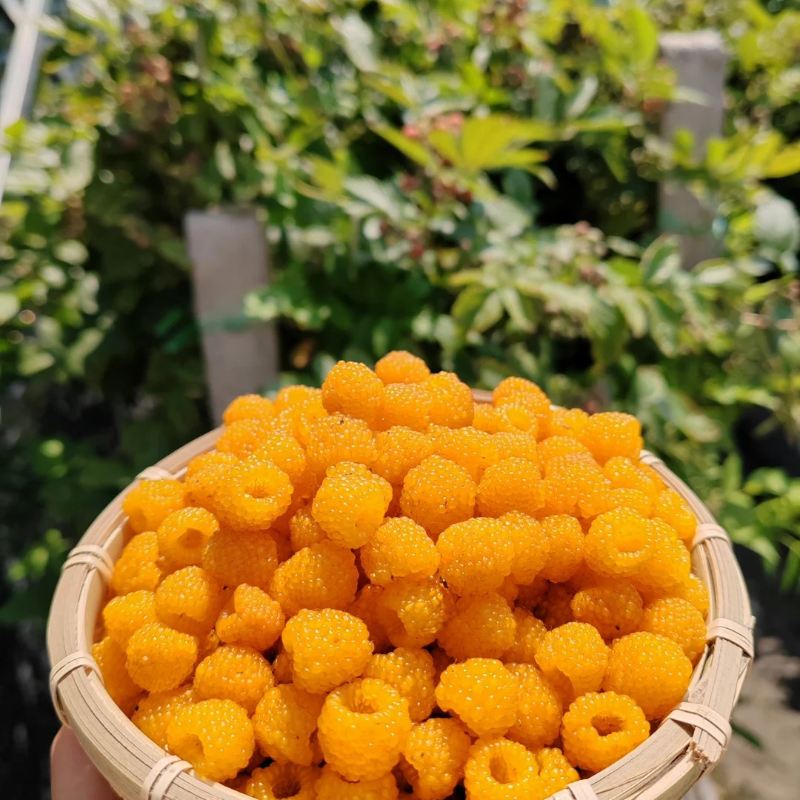 Organic Raspberry Seeds - Premium Quality for Bountiful Harvests❤️