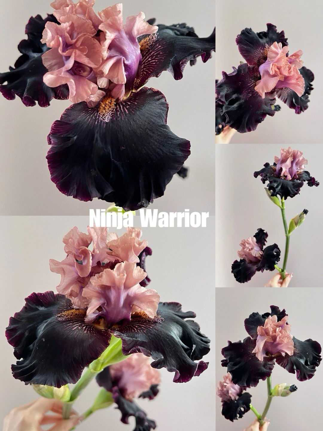 Mehrere Sorten von Iriszwiebeln🌱🌱Mehrjährige Iris