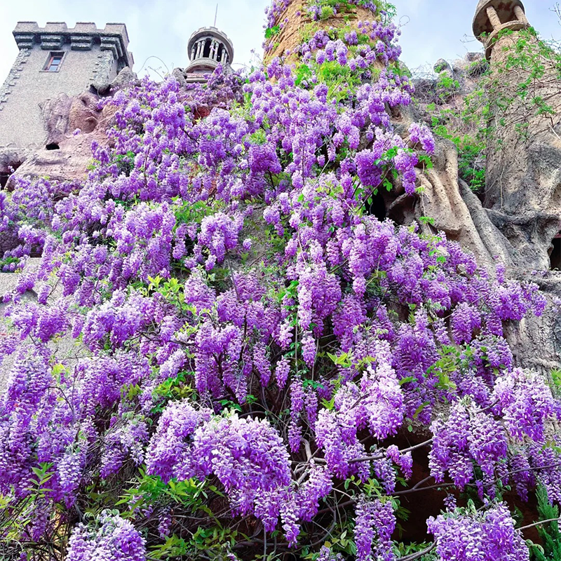 💖Purple Qi from the East brings longevity and happiness💐 Wisteria🪴