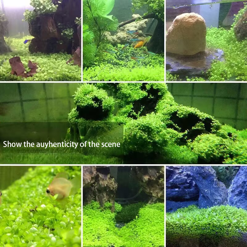 ✨Build your own freshwater world: water grass seeds🌿