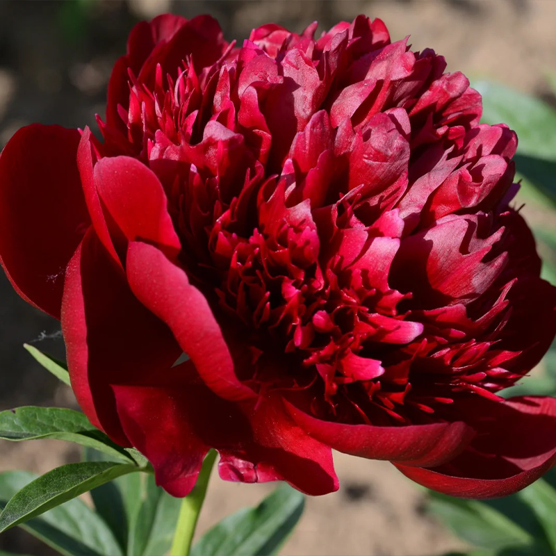 🌸Limited time offer🌸 Easy to plant peony seeds