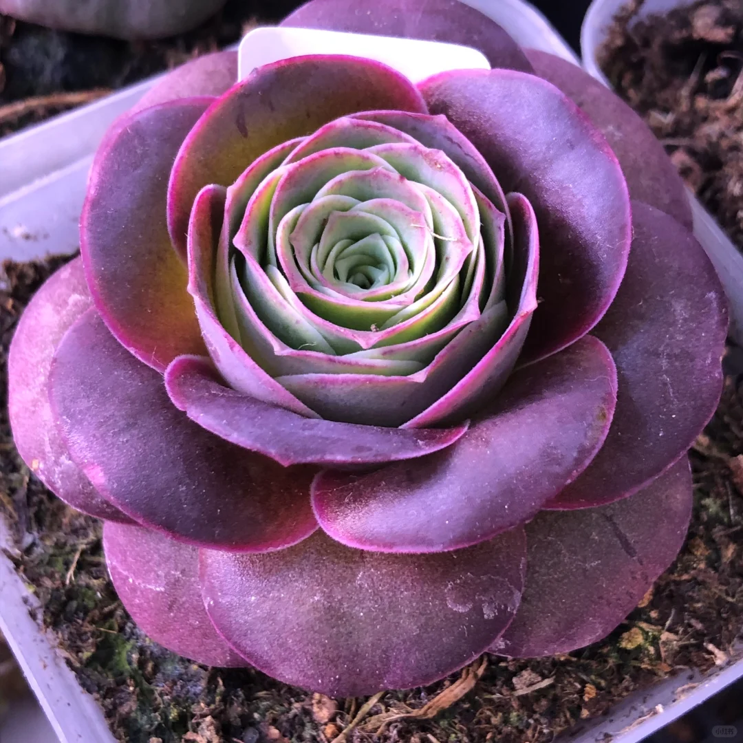 💥HOT SALE🌹Mountain Rose❗36%OFF