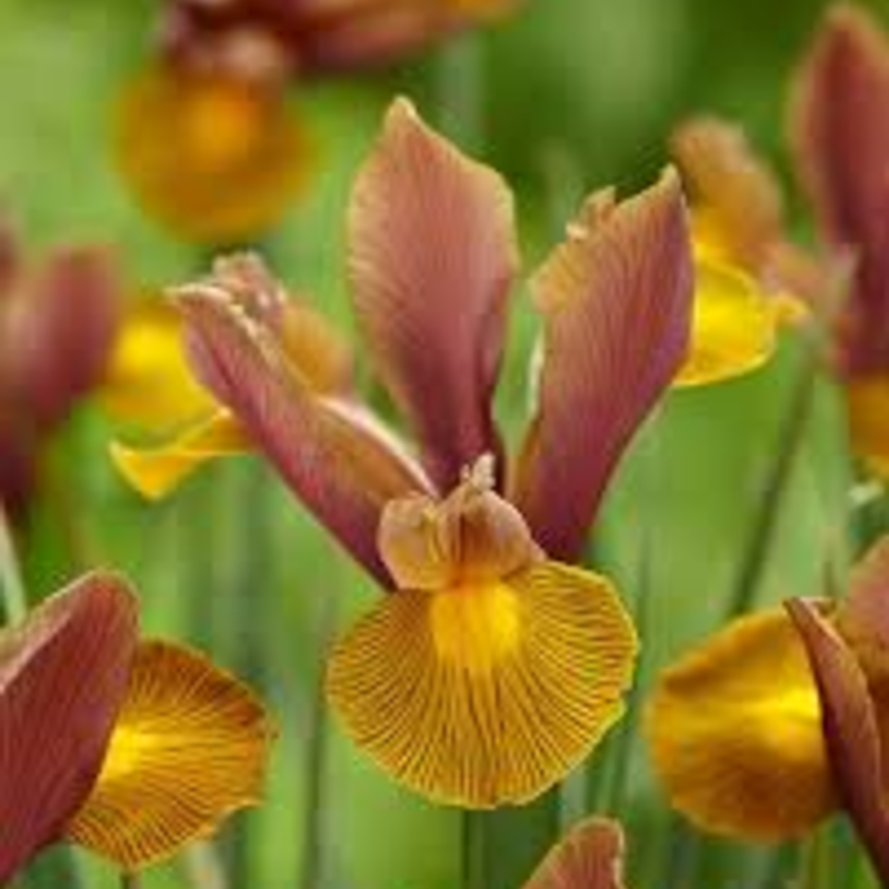 Dutch Iris Seeds 🌷 – Garden Joy Made Easy 😊