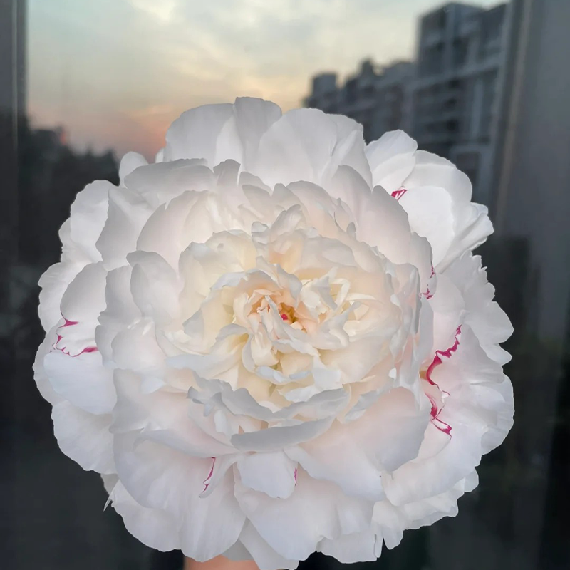 🌸Limited time offer🌸 Easy to plant peony seeds