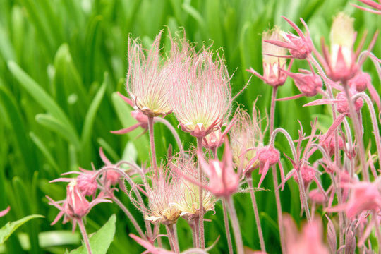 Prairie Smoke Flower Seeds