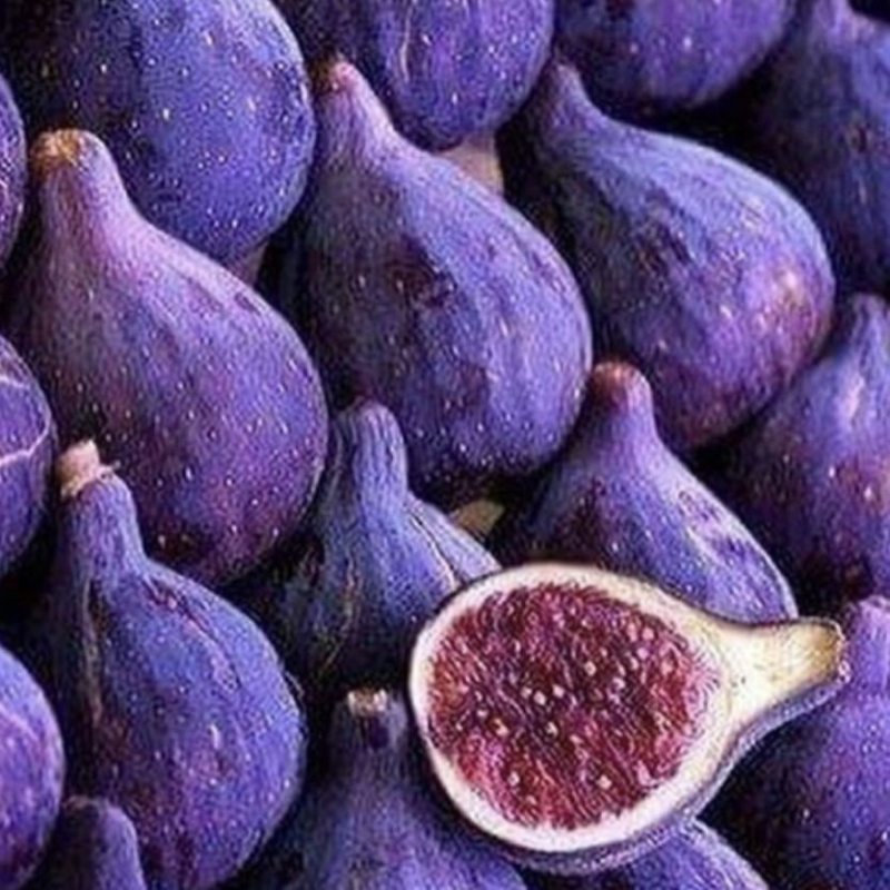 🌿Nostalgic Family-Heirloom Figs – ❤️Organic Seeds for Easy Harvest & Healthier Living!