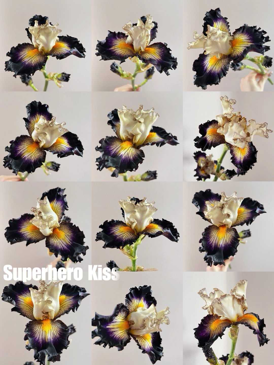 Mehrere Sorten von Iriszwiebeln🌱🌱Mehrjährige Iris