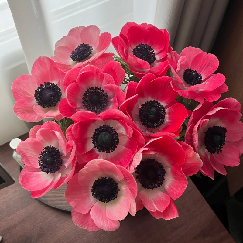 🌼Anemone Seeds🌱- Low-Maintenance, Pollinator-Friendly, Cottage Garden Favorite