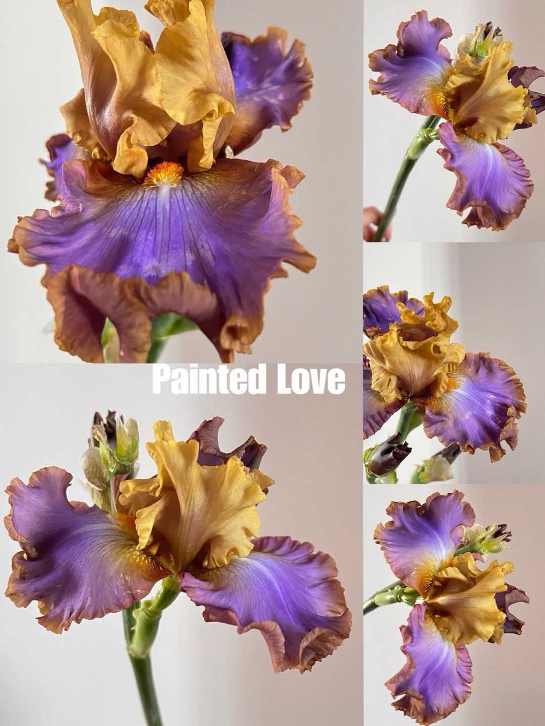 Mehrere Sorten von Iriszwiebeln🌱🌱Mehrjährige Iris