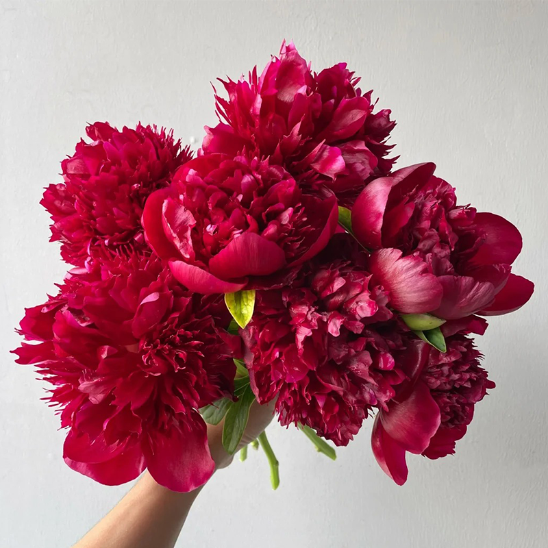 🌸Limited time offer🌸 Easy to plant peony seeds