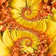 ✨🌼Schöne und farbenfrohe Spiralchrysantheme🦋