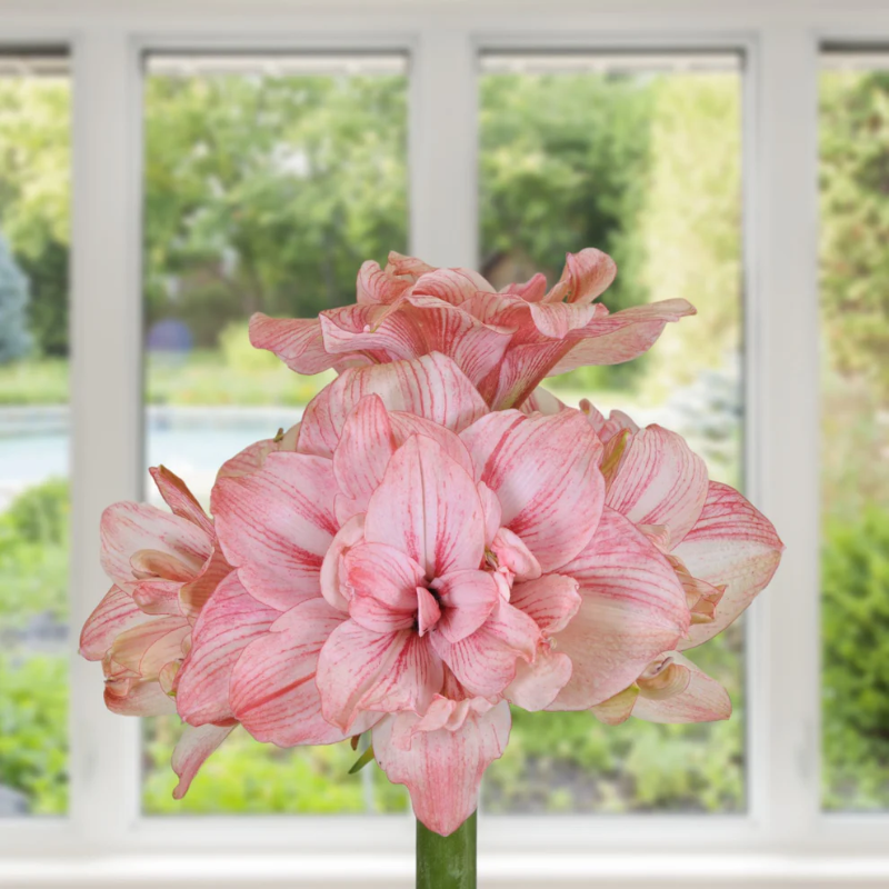 🌸 Timeless Beauty in Every Bloom – Hippeastrum Seeds: Easy to Grow, Perfect for Generations!