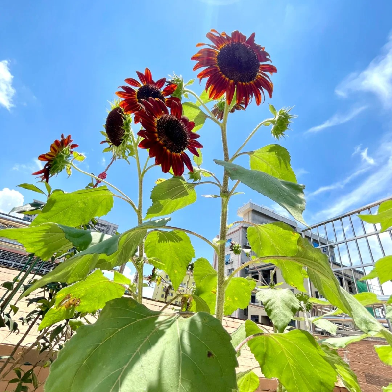 Purple Sunflower Seeds for Planting, Heirloom and Non-GMO Seeds