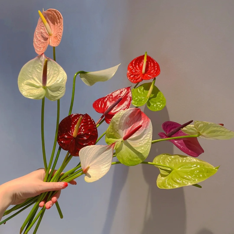 Anthurium Seeds🌱- Easy-Grow Tropical Blooms for Seniors | 🌸 Vibrant Red & Hearty Varieties