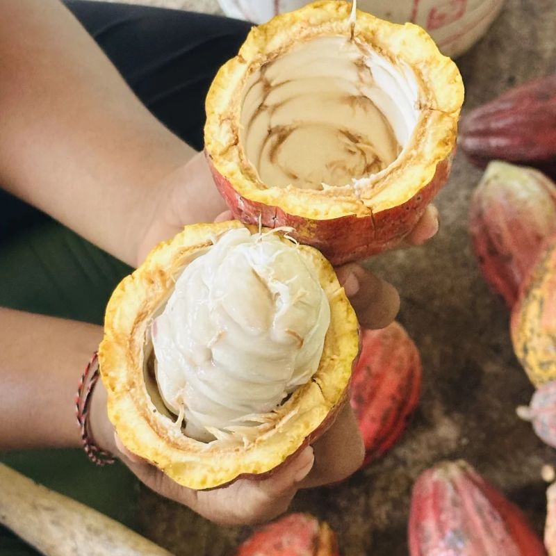 🌱Cocoa fruit seeds - Antioxidant and promote cardiovascular and cerebrovascular health