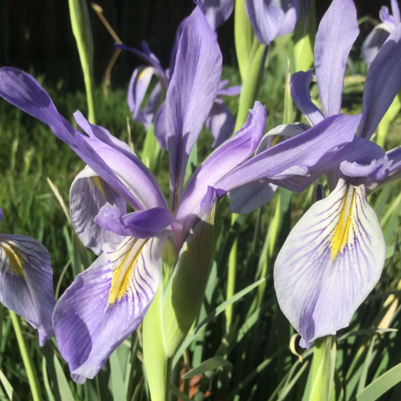 ⚜️Wild Iris Seeds – Nature’s Masterpiece for Your Garden! 🌿