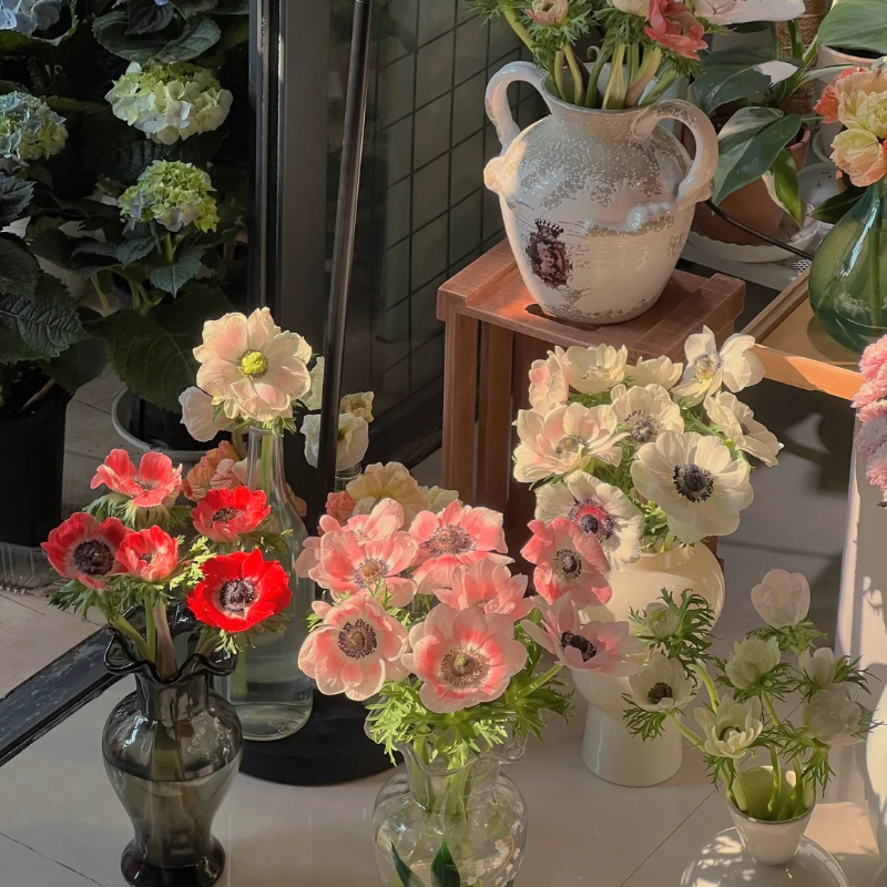 🌼Anemone Seeds🌱- Low-Maintenance, Pollinator-Friendly, Cottage Garden Favorite