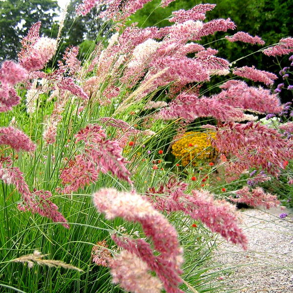 Sweet Molasses Grass Seeds – Grow Your Own Natural Sweetness & Lush Greenery! 🌱🍯