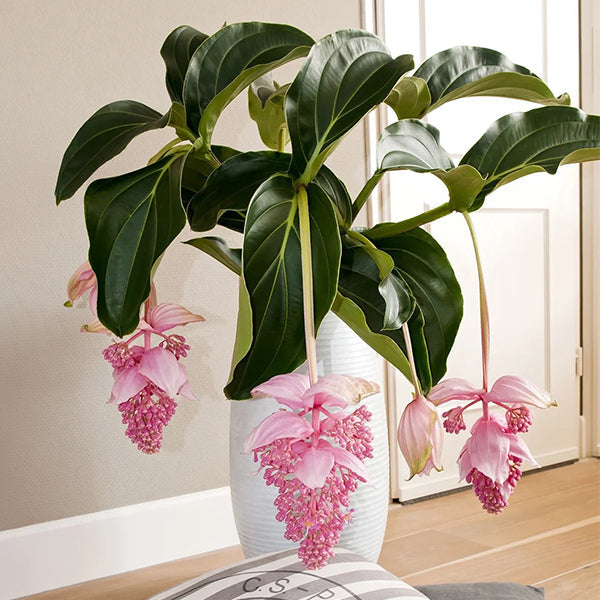 🌺Medinilla Magnifica Flower Seeds