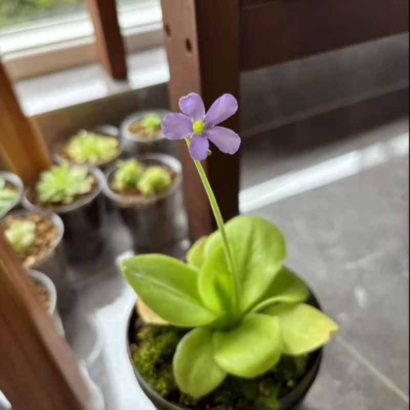 🌸 Butterwort Seeds – Nature’s Gentle Little Helper 🪴✨