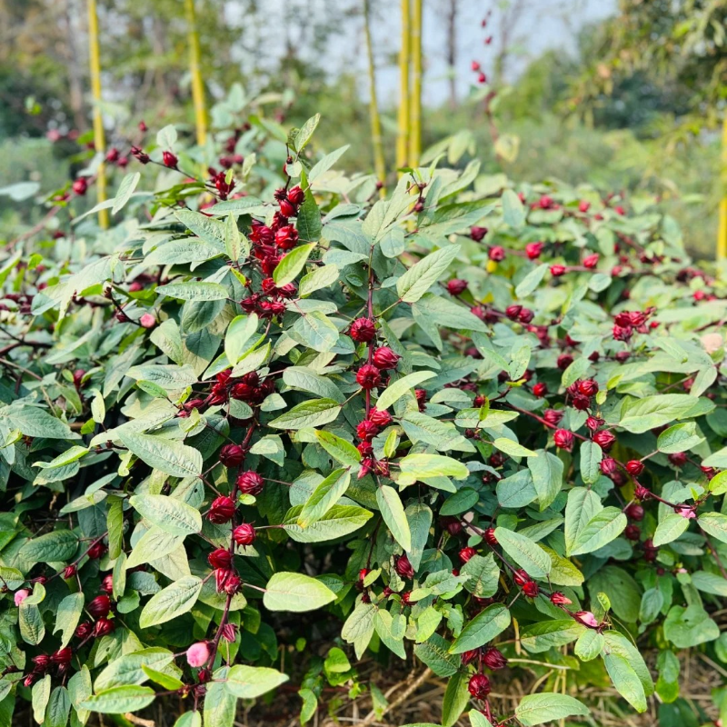 🌱Roselle Flower Seeds - Natural Antioxidant, Revitalize Health and Vitality