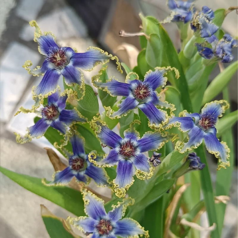 🌟 Ferraria Iris Seeds – A Touch of the Exotic, Right at Home 🪴💜