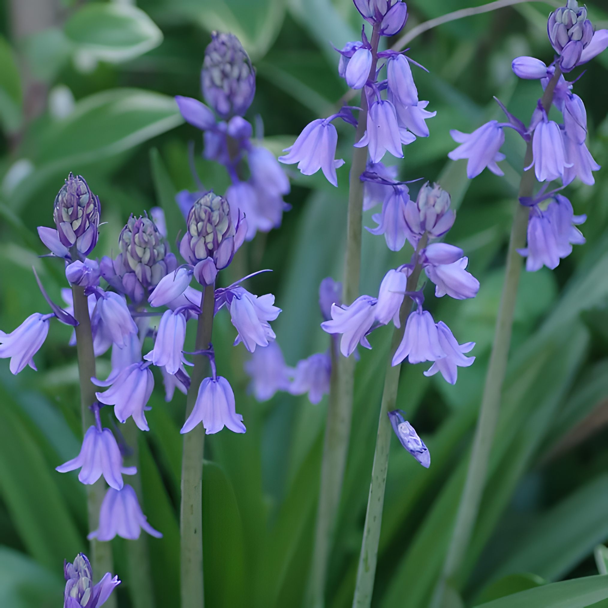 🧚‍♂️🔔Bluebells – The Fairies’ Lucky Bells