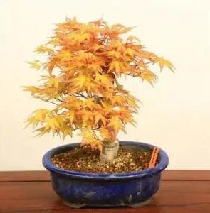 50pcs Red Maple Seeds Garden Bonsai Beautiful Indoor Potting Plant