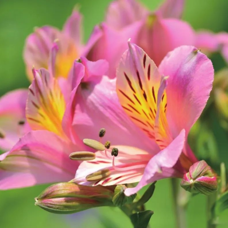 🌸 Alstroemeria Aurea Flower Seeds - 😍Easy to Grow 🌟 Perennial ❤️Deer-Resistant 