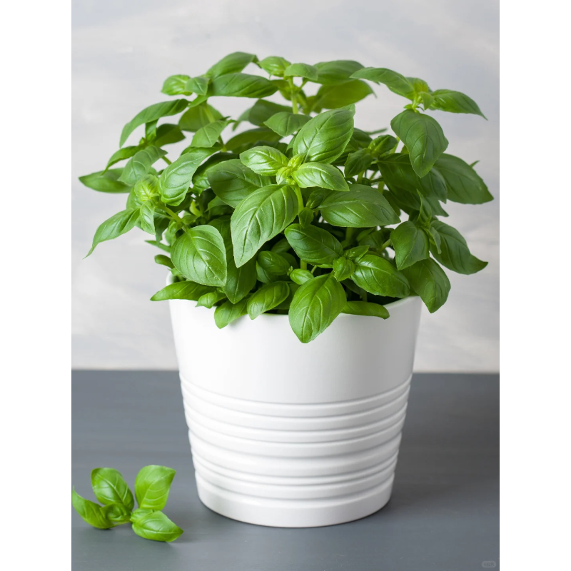 🌱Basil seeds-High quality, easy to grow, and rich in flavor