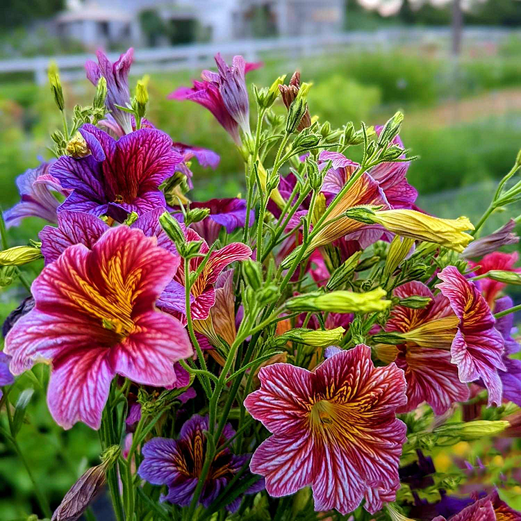 🎉Limited Edition-🌺Chilean Morning Glory🌱Seeds