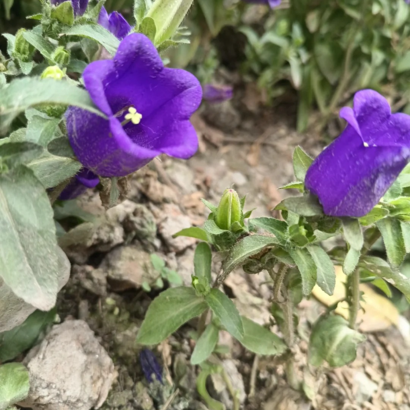 🌸Windbell Flower Seeds✨ - Elegant, easy-to-grow🌱