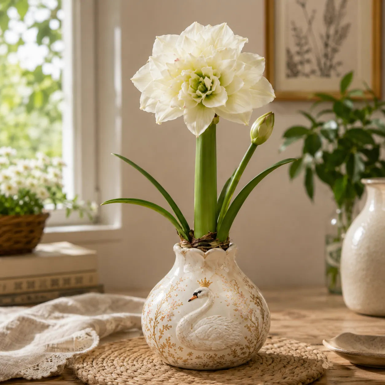 🌺 Double Amaryllis Bulbs – Stunning Ruffled Blooms for Indoor Growing