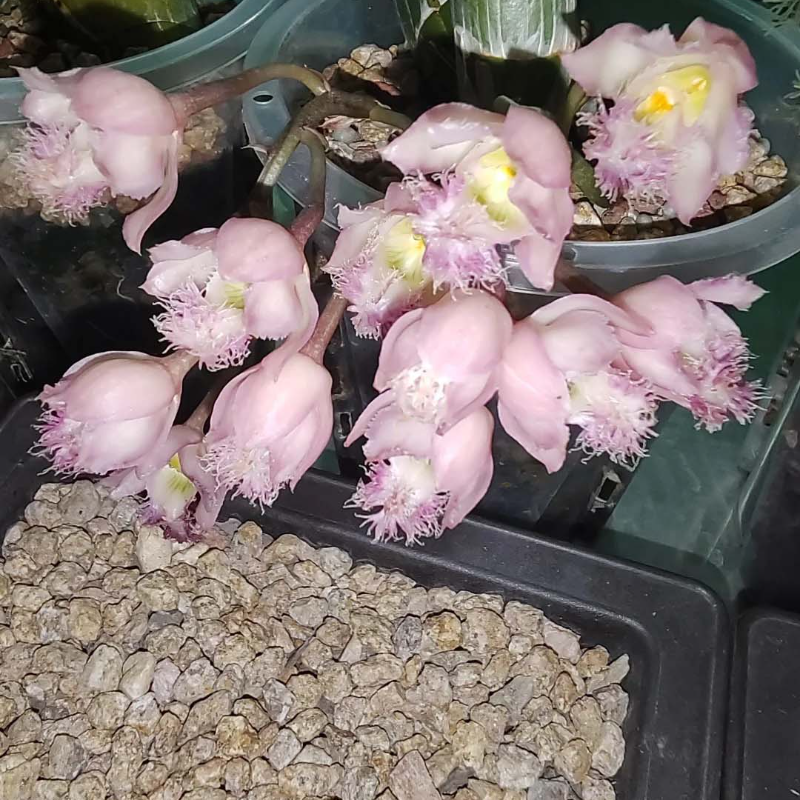 🌸 Fairy Orchid Seeds (Dendrobium Species) – Bring Grace & Tranquility into Your Home Garden 🌸