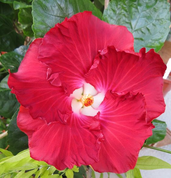 💟Dragon's Breath Hibiscus💞40%Discount