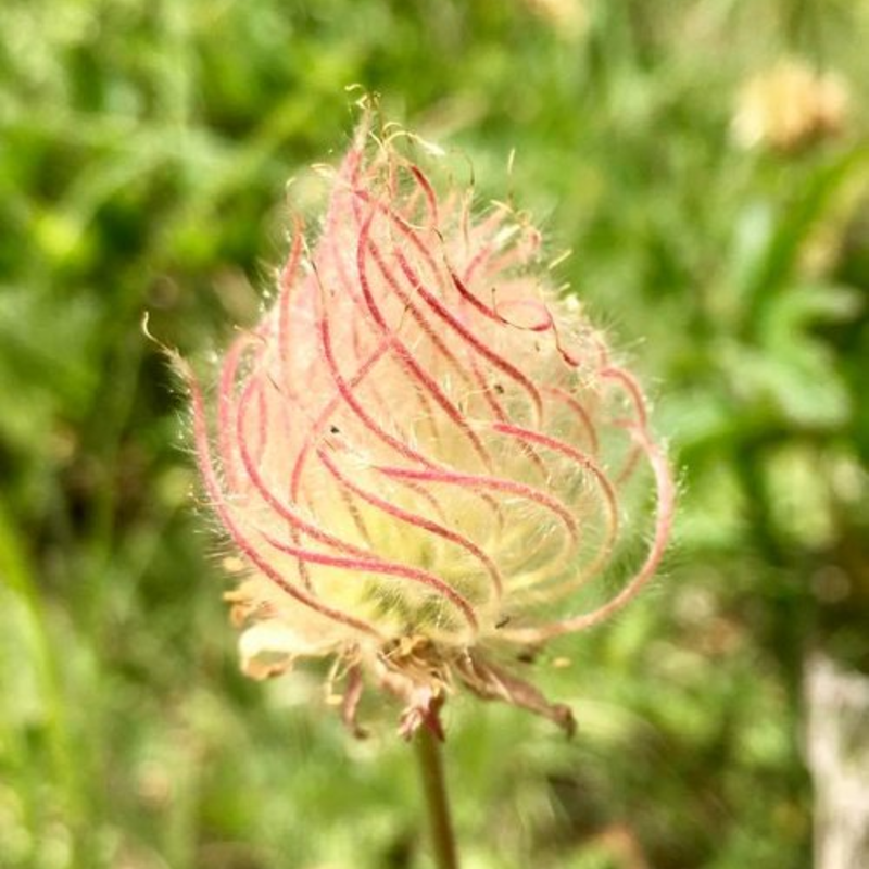 🌸 Prairie Smoke Flower Seeds – Whimsical Beauty from the Wild 🌾