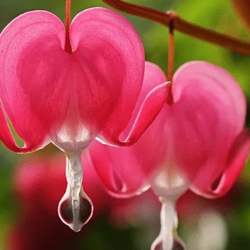 ❤️ Bleeding Heart-Lotus Peony Seeds: Timeless Beauty for Your Garden 🌸