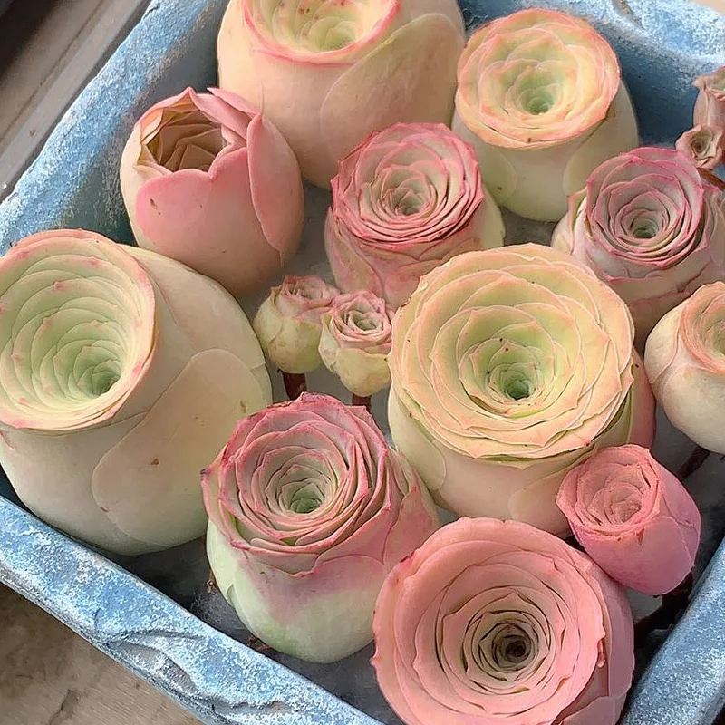 💥HOT SALE🌹Mountain Rose❗36%OFF