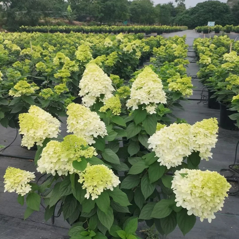 🍦Sommer-Erdbeereis – 🍨Konische Hortensiensamen