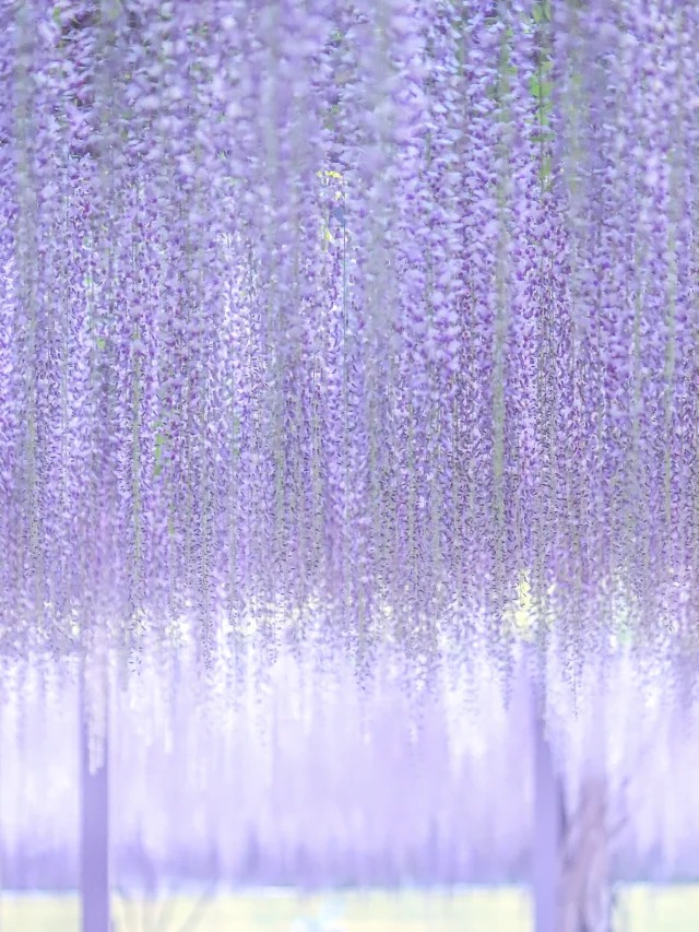 Wisteria Wonder: Nature's Cascading Beauty 💜🌸